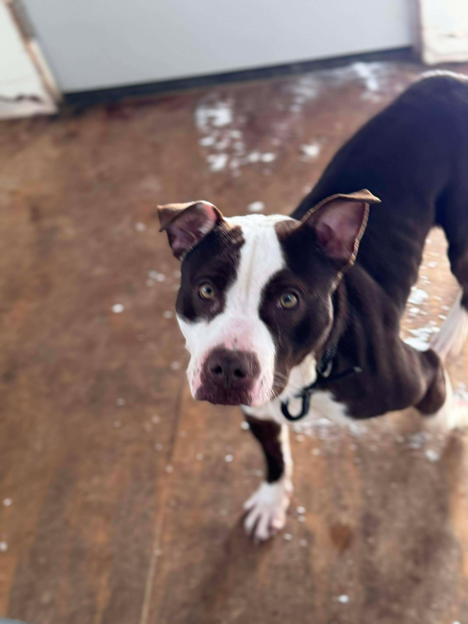 Enlarge Gizmo, a Adoptable American Bulldog in Heuvelton, NY image 2/6