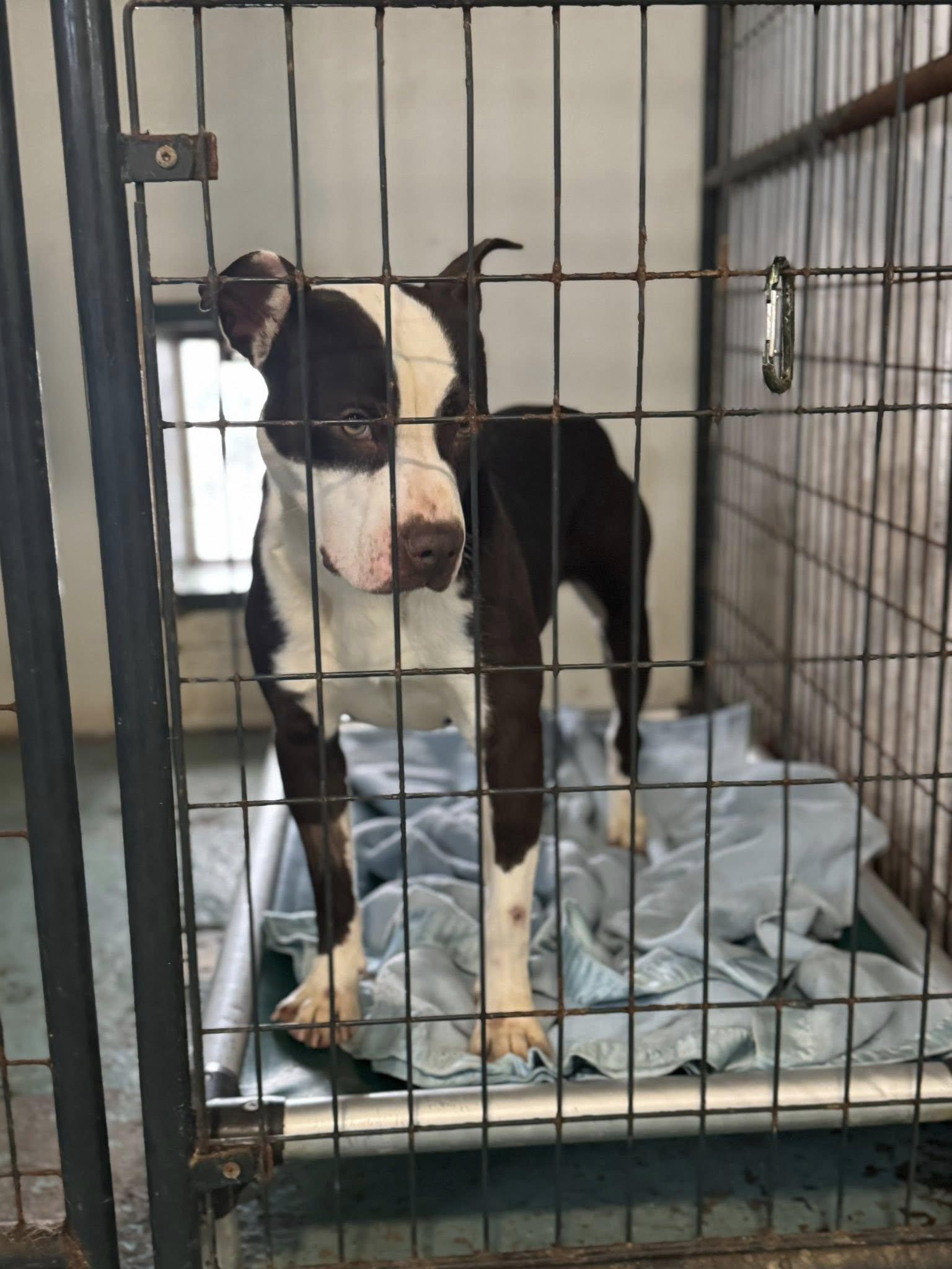 Gizmo, ADOPTABLE, Adult Male American Bulldog.