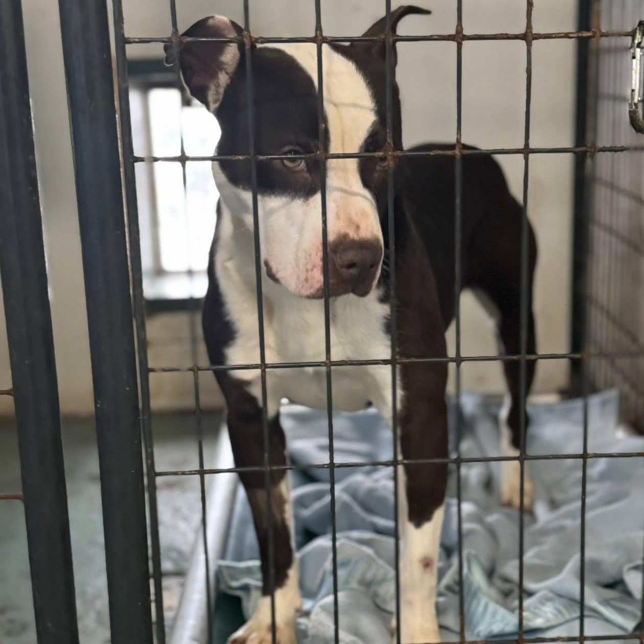 Gizmo, a ADOPTABLE mixed breed in Heuvelton, NY image 2/2