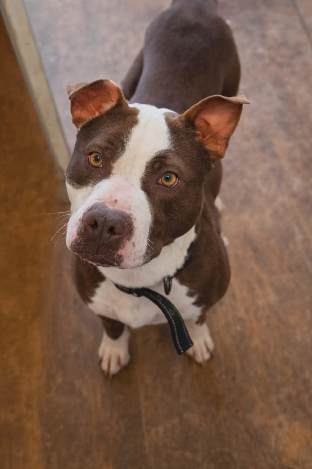 Gizmo, Adoptable, Young Male American Bulldog.