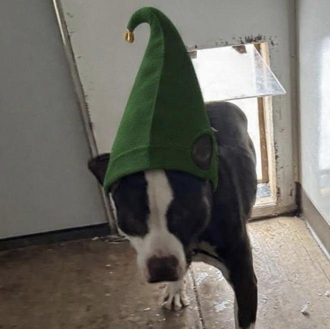 Enlarge Gizmo, a Adoptable American Bulldog in Heuvelton, NY image 4/6