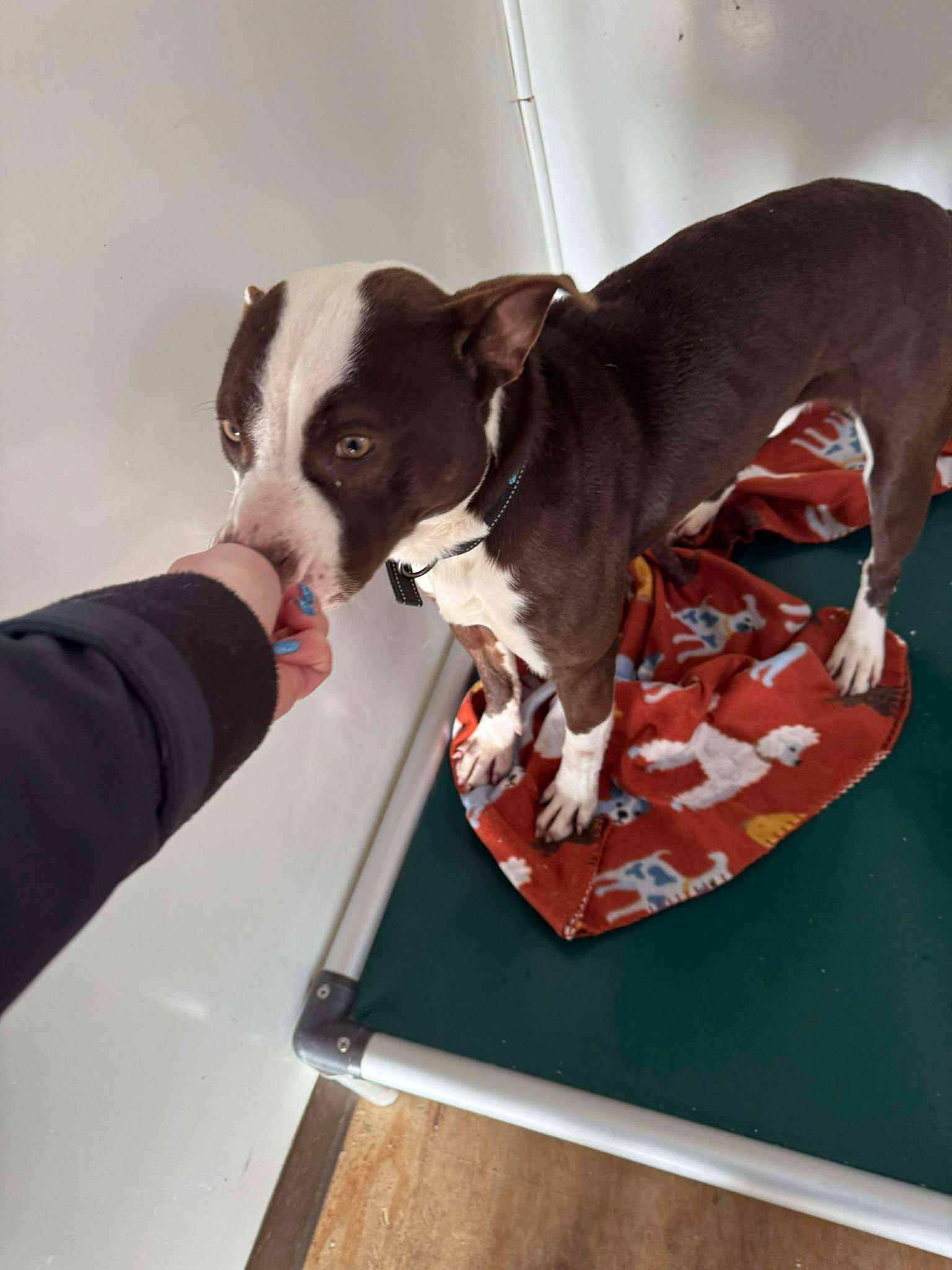 Enlarge Gizmo, a Adoptable American Bulldog in Heuvelton, NY image 5/6