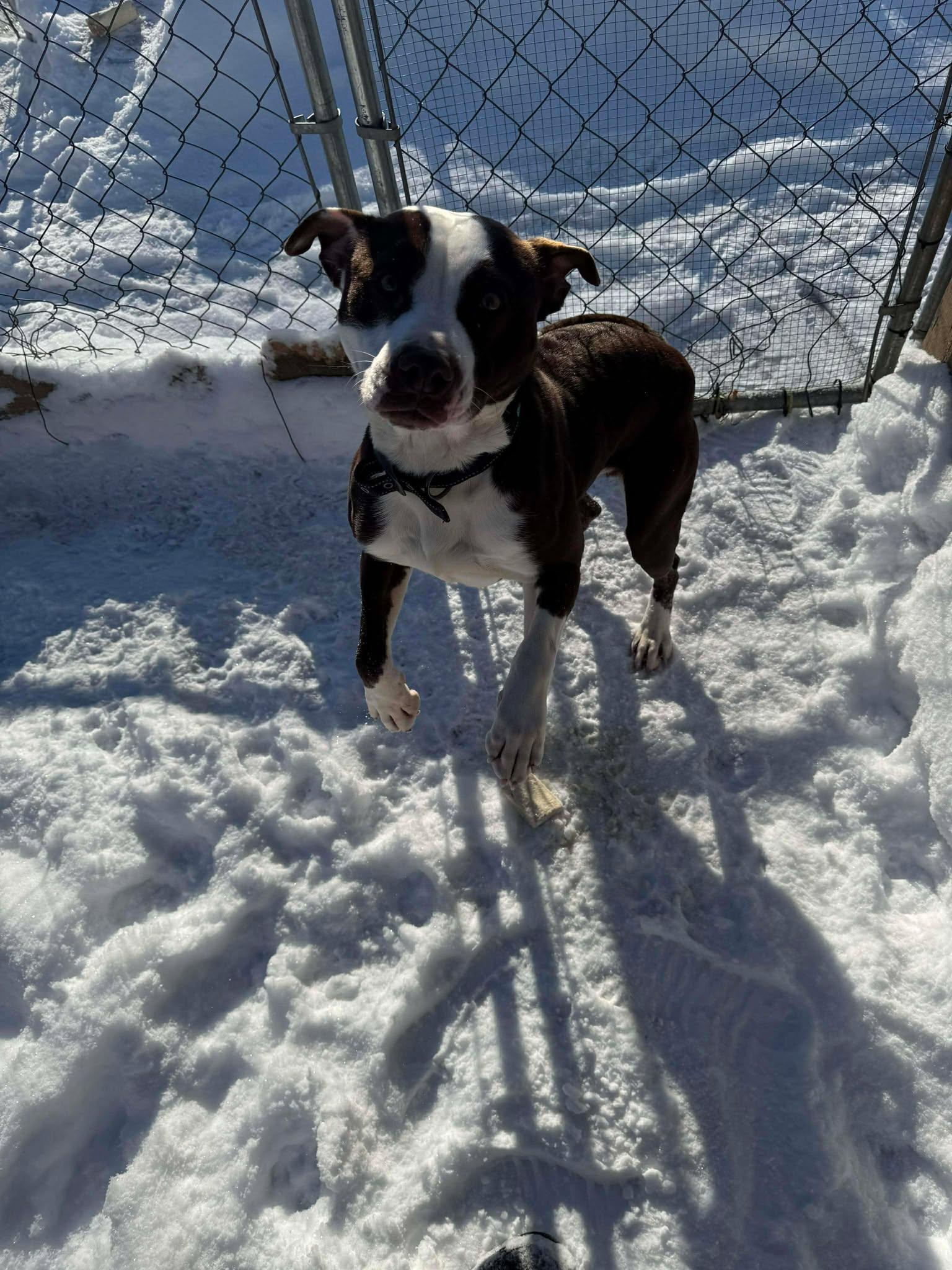 Enlarge Gizmo, a Adoptable American Bulldog in Heuvelton, NY image 6/6