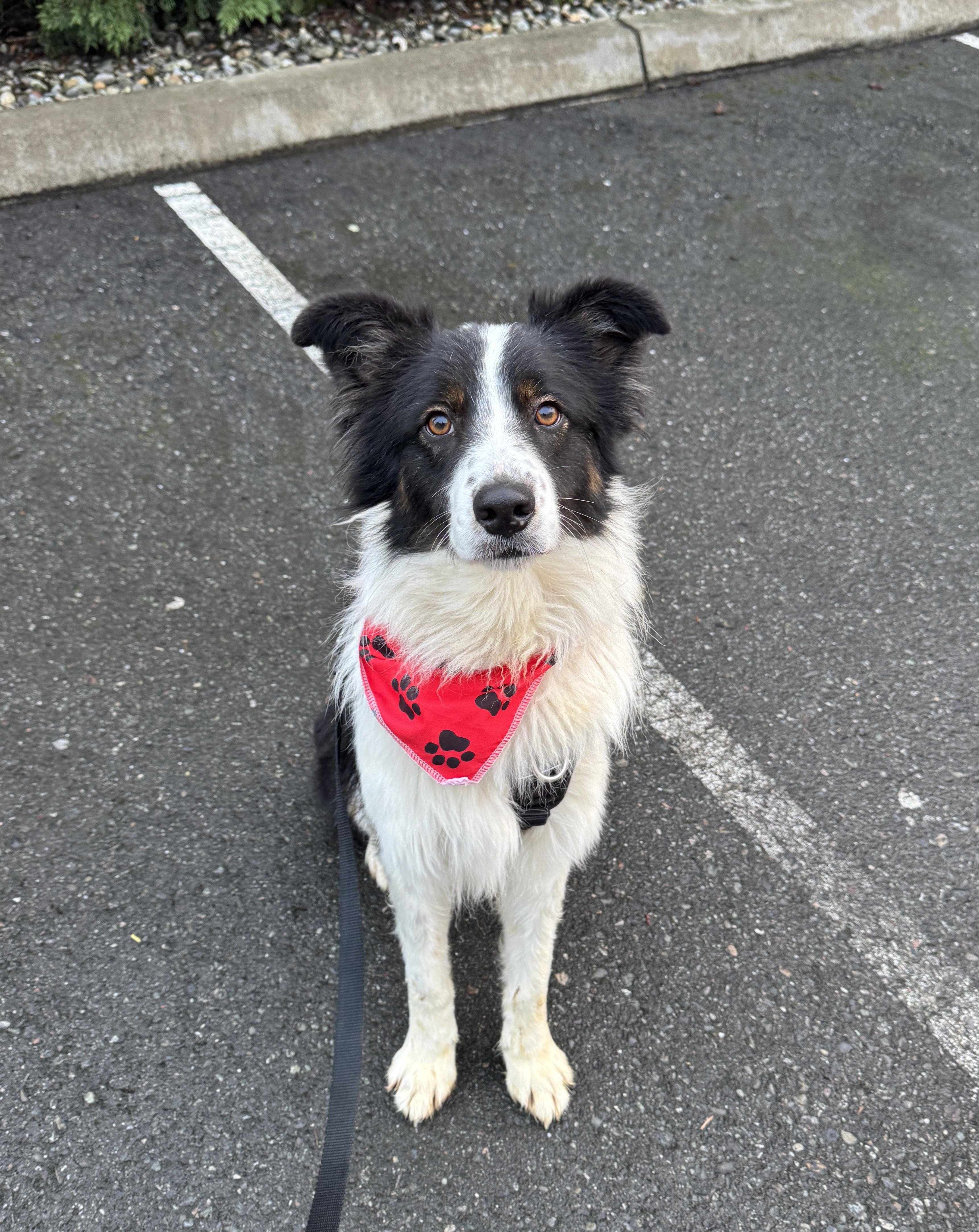 Sundance, a ADOPTABLE Border Collie in lynnwood , WA image 3/6