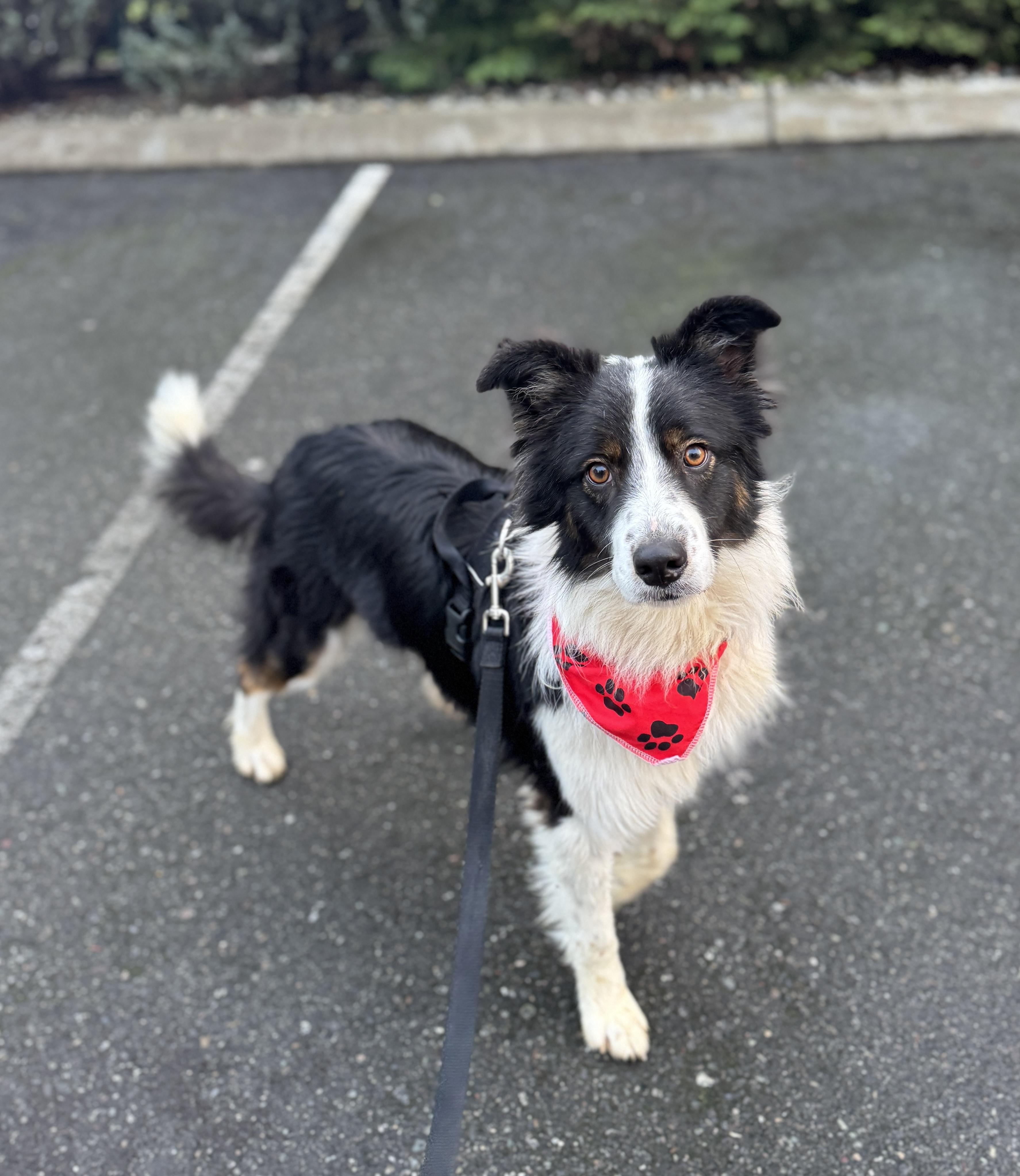 Sundance, a ADOPTABLE Border Collie in lynnwood , WA image 6/6