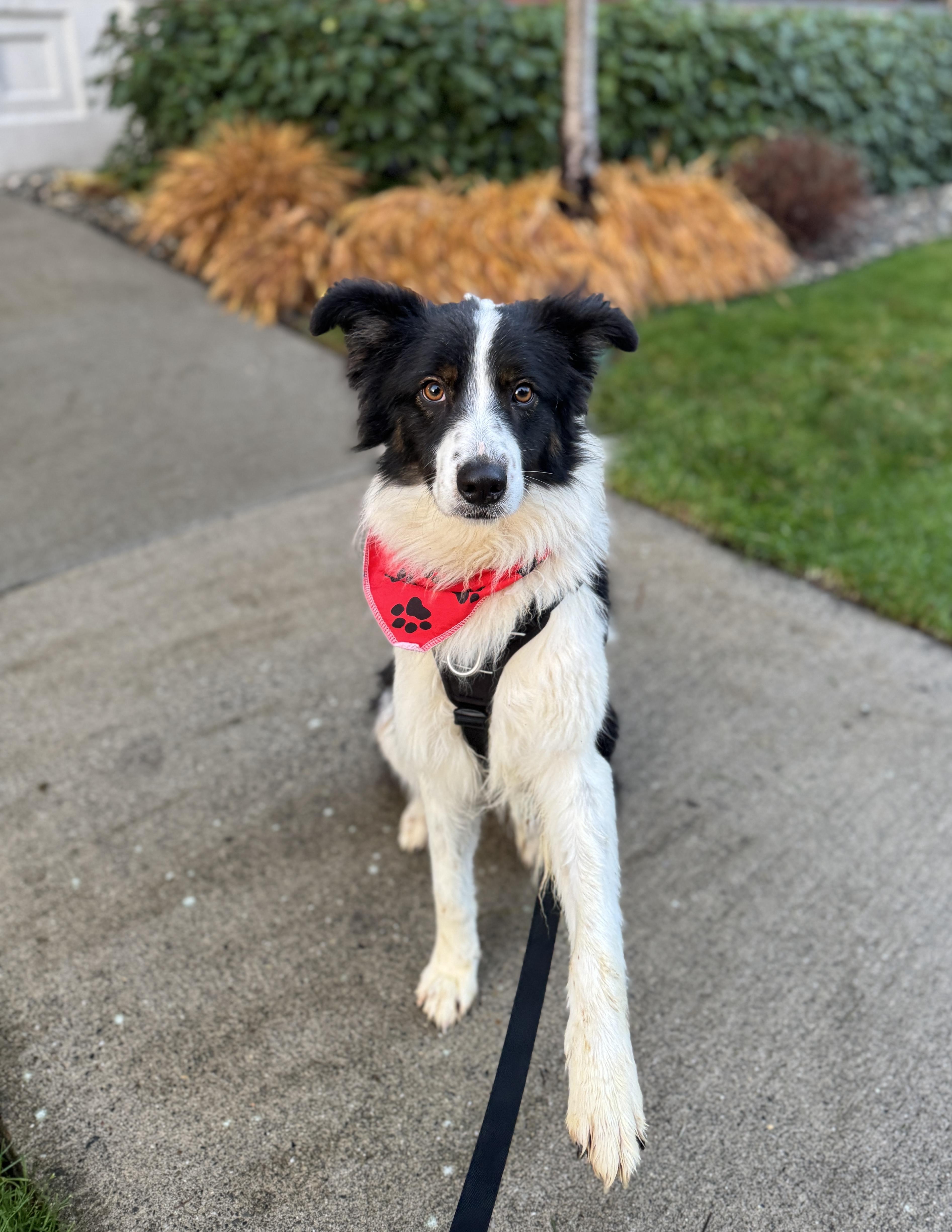 Sundance, a ADOPTABLE Border Collie in lynnwood , WA image 5/6