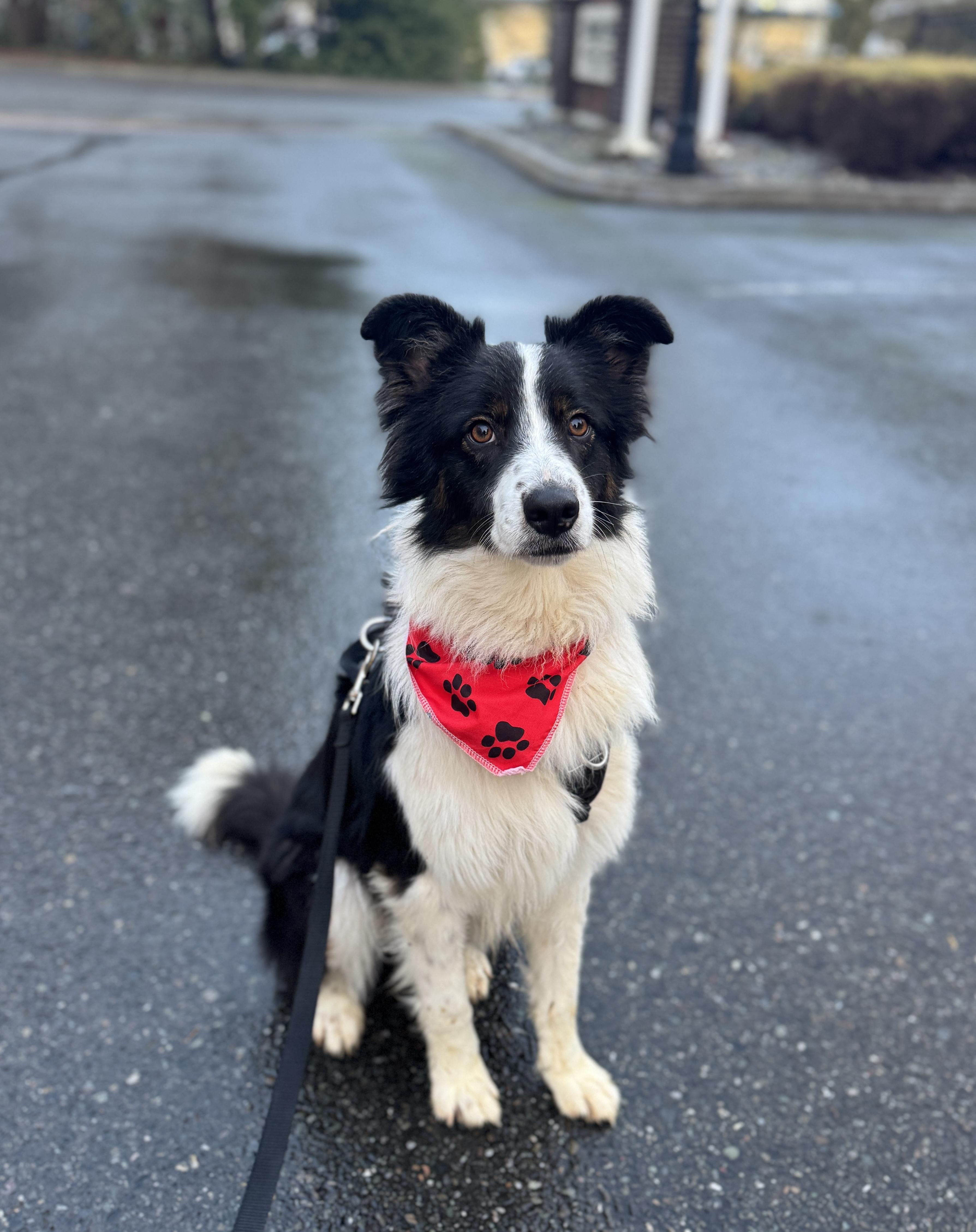 Sundance, a ADOPTABLE Border Collie in lynnwood , WA image 2/6
