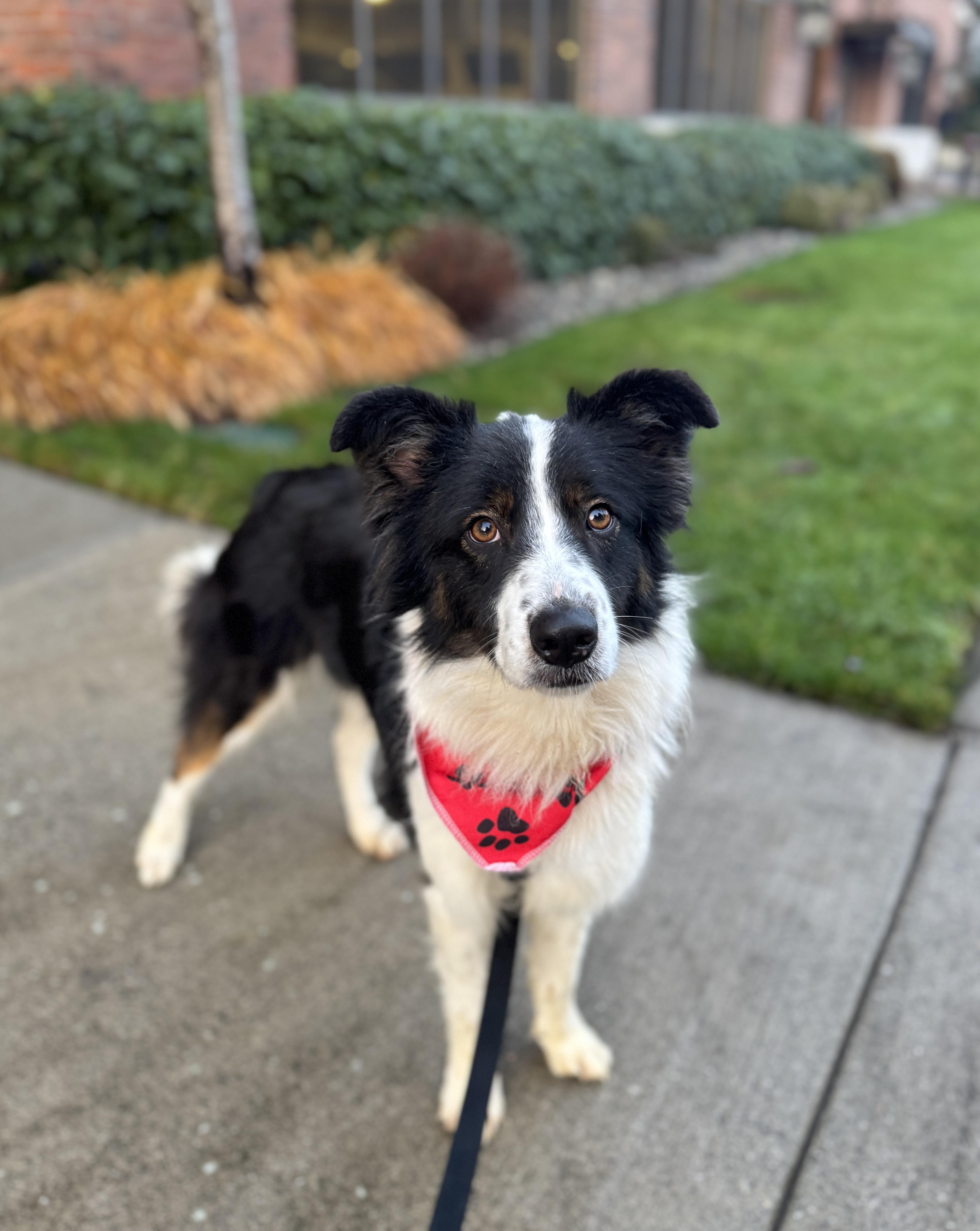 Sundance, a ADOPTABLE Border Collie in lynnwood , WA image 1/6