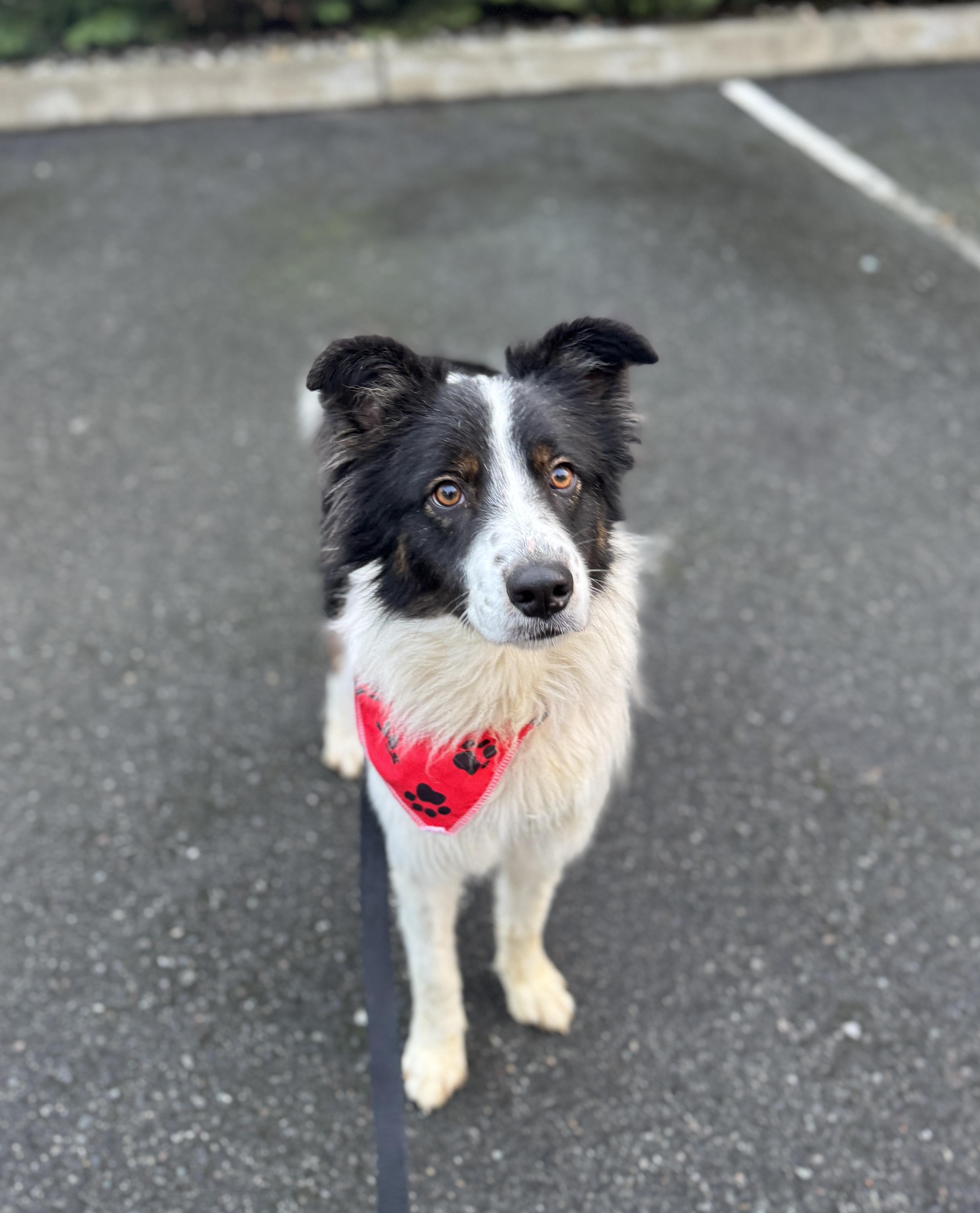 Sundance, a ADOPTABLE Border Collie in lynnwood , WA image 4/6