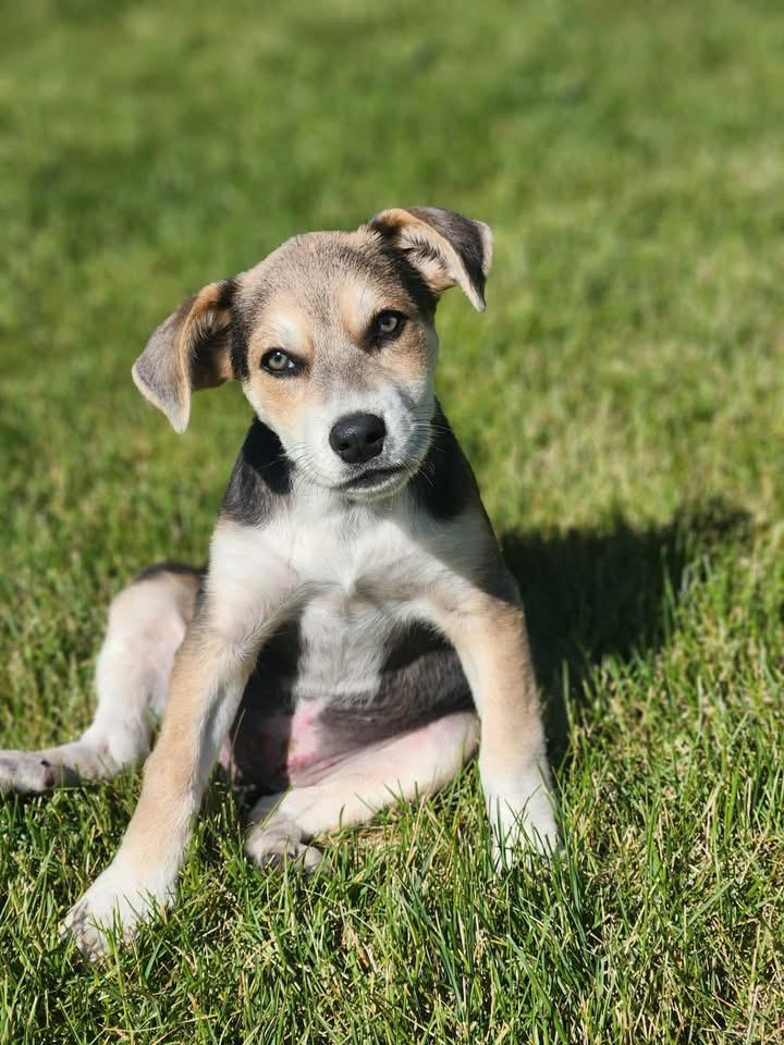 Jello, a ADOPTABLE Mixed Breed in Wilsall, MT image 2/2