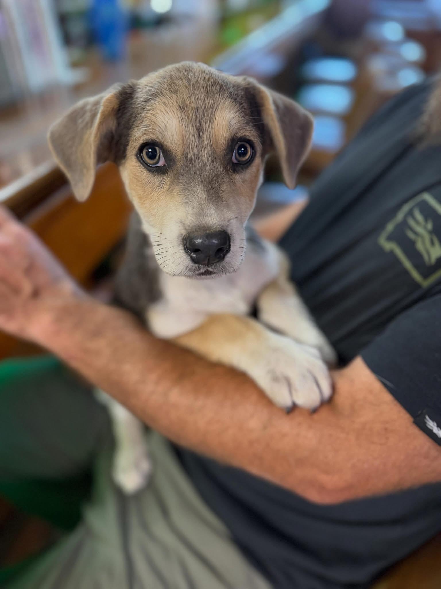 Jello, a ADOPTABLE Mixed Breed in Wilsall, MT image 1/2