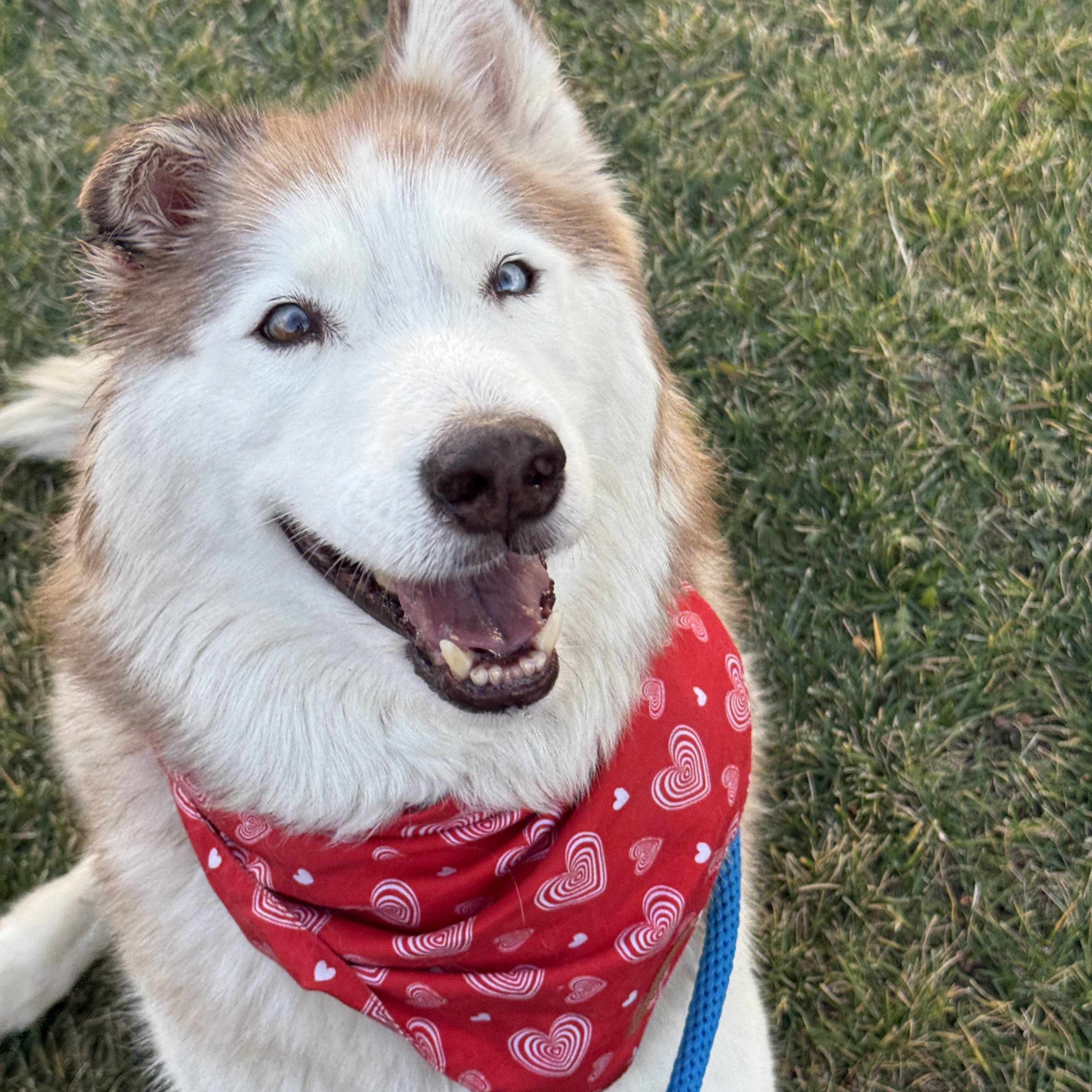 Fauwks the talking husky! photo 2
