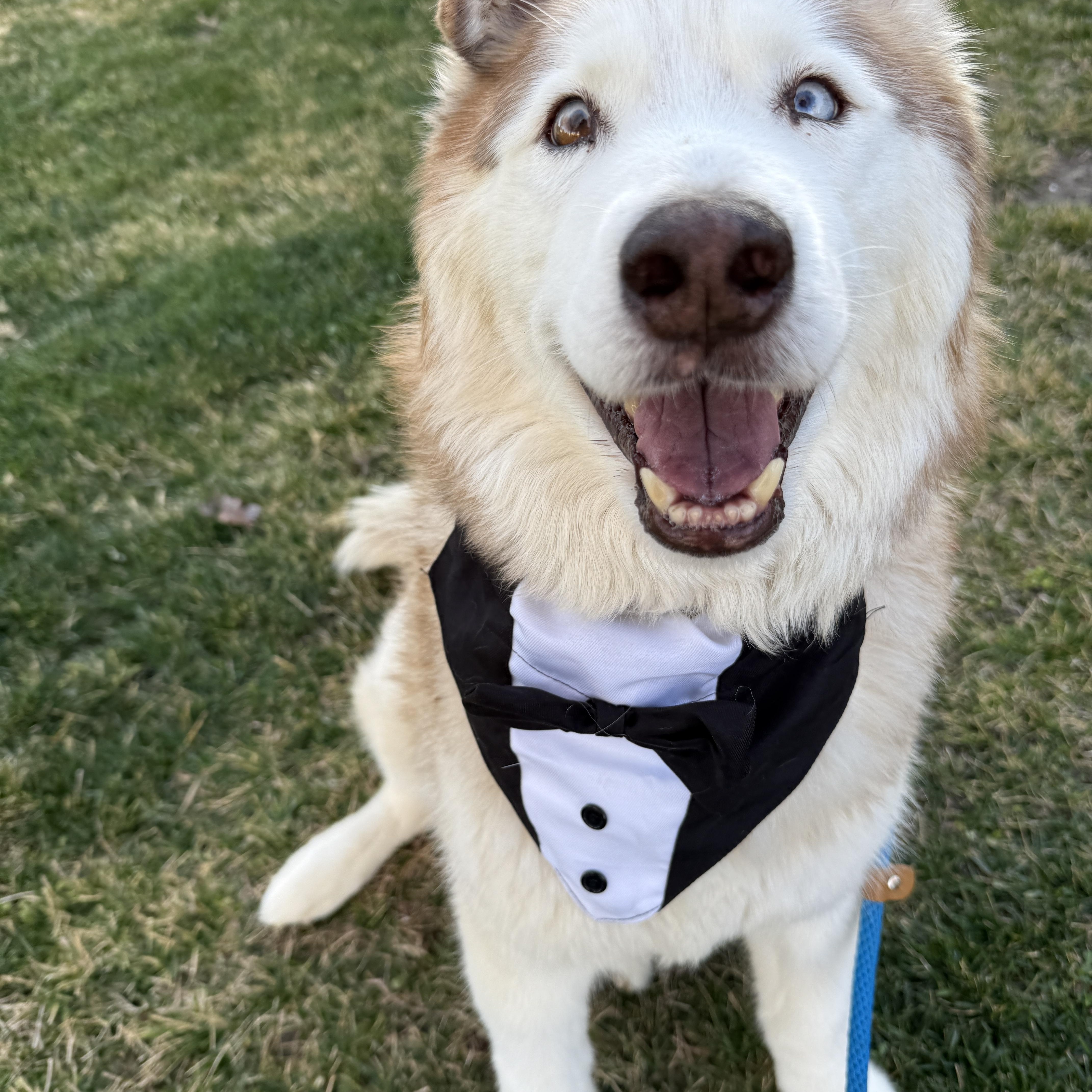 Fauwks the talking husky!