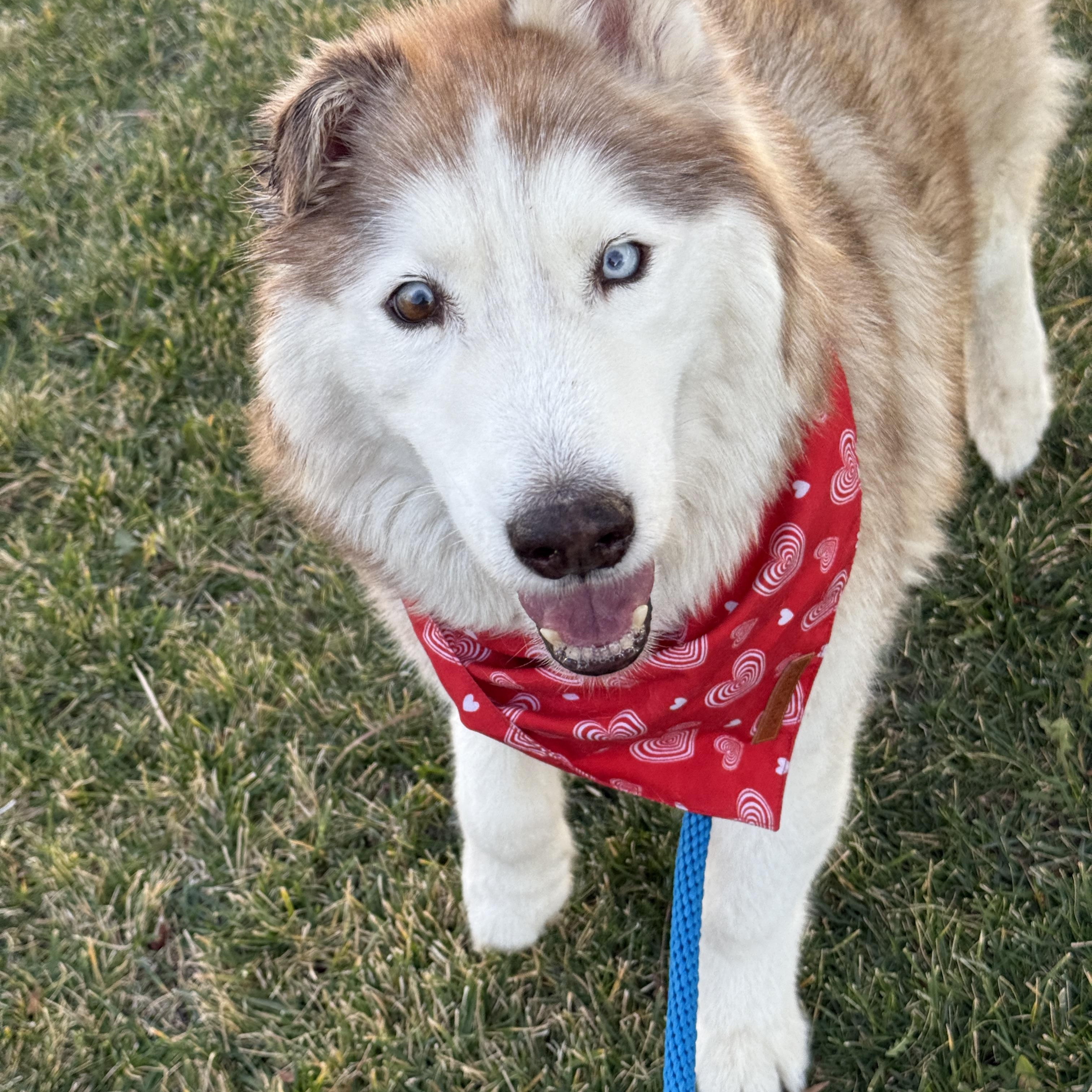 Fauwks the talking husky! photo 3