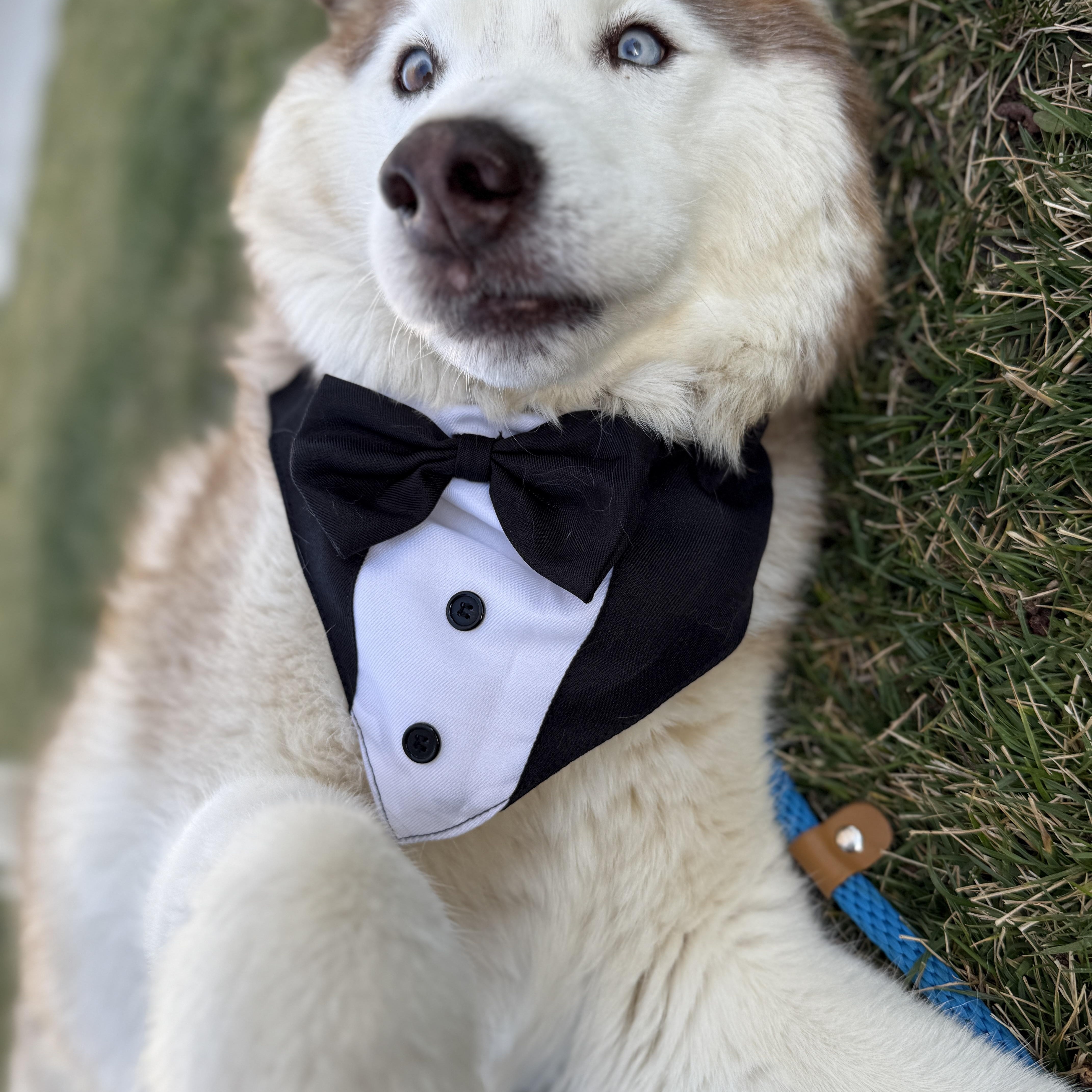 Fauwks the talking husky! photo 4