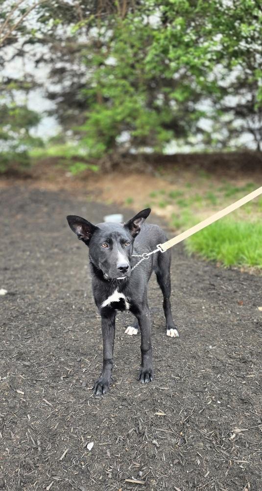 C Bros : Comet, Adoptable, Puppy Male German Shepherd Dog & Labrador Retriever.