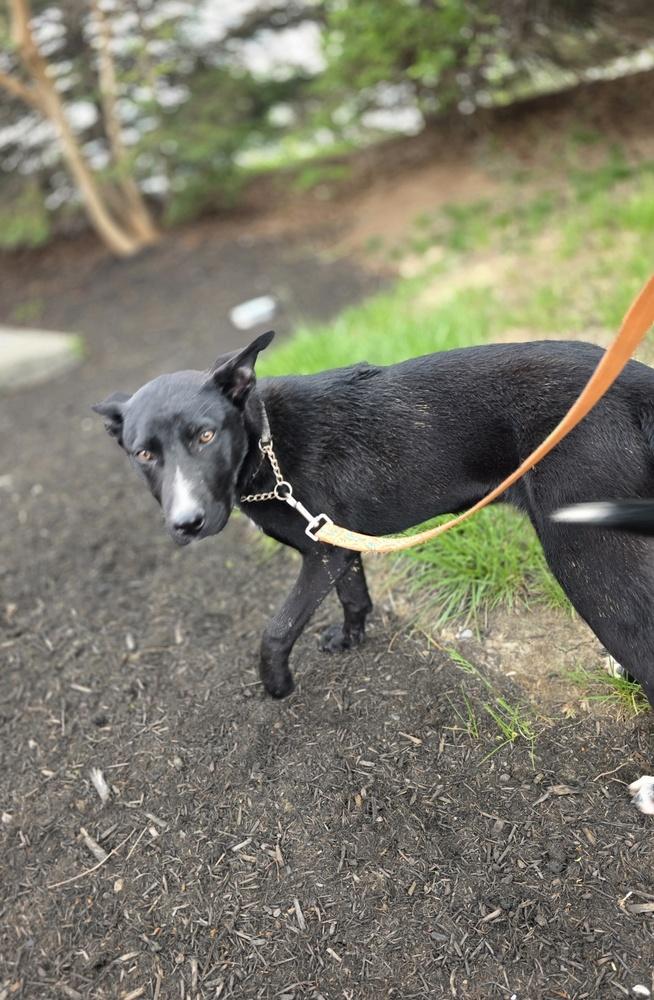 Enlarge C Bros : Comet, a Adoptable mixed breed in Aurora, IN image 2/5