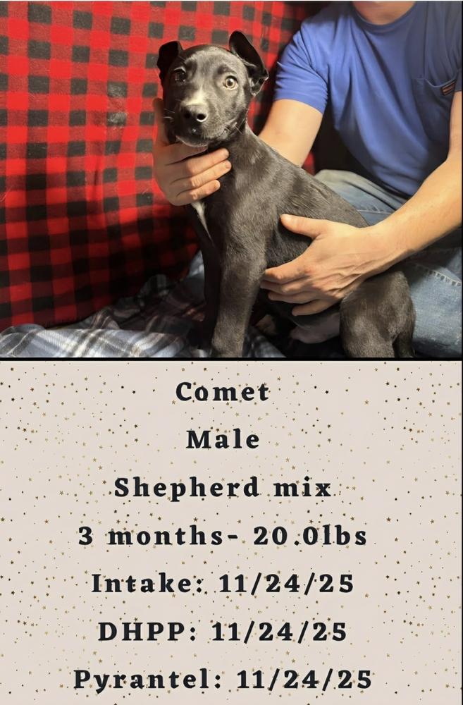 Enlarge C Bros : Comet, a Adoptable mixed breed in Aurora, IN image 3/5