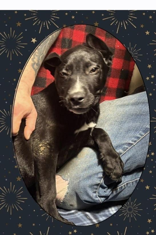 Enlarge C Bros : Comet, a Adoptable mixed breed in Aurora, IN image 4/5