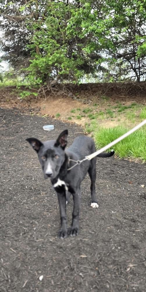 Enlarge C Bros : Comet, a Adoptable mixed breed in Aurora, IN image 5/5