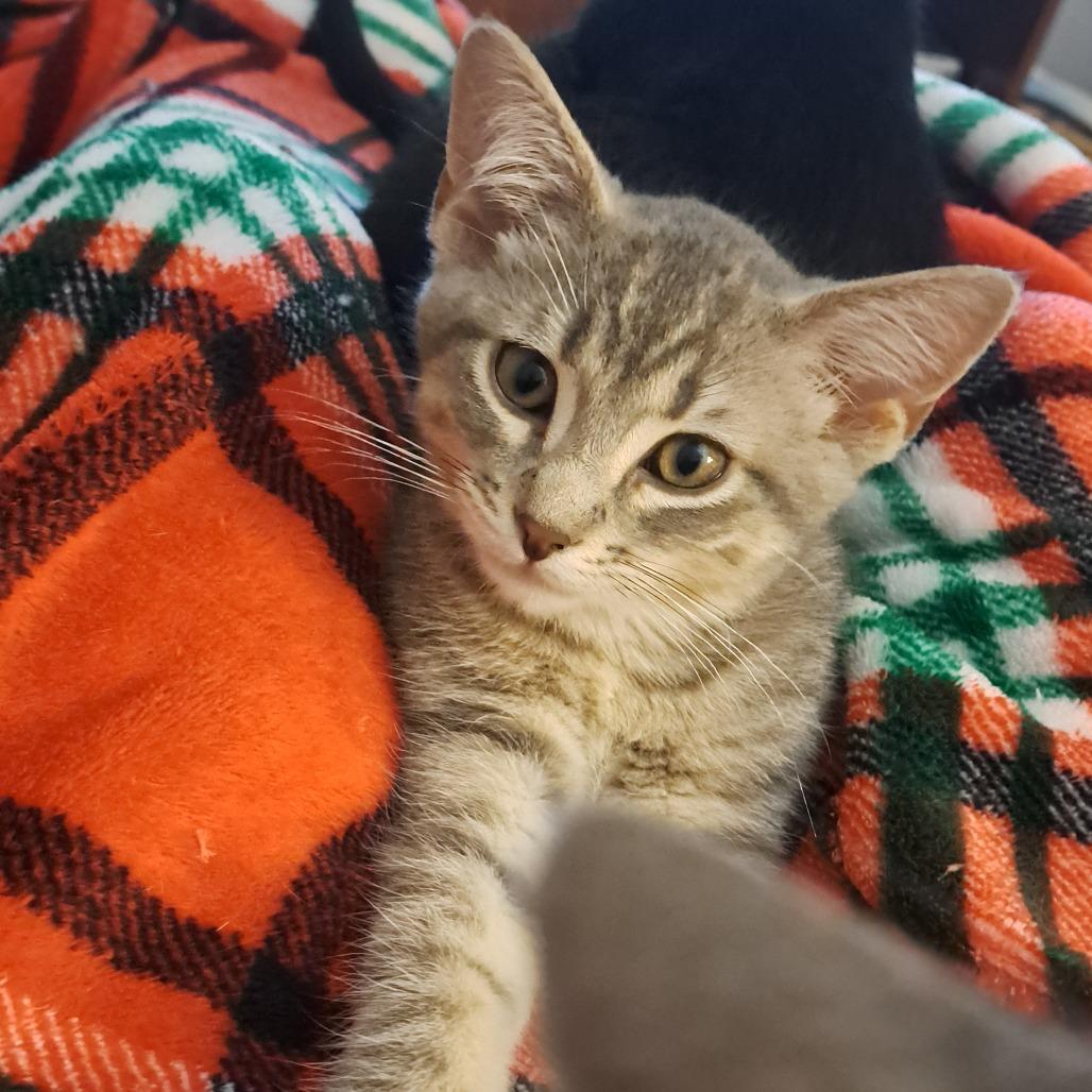 John, adopted, Kitten Male Domestic Short Hair.