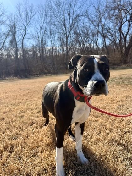 Missy — thumbnail 2