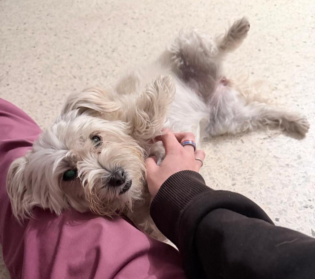 Enlarge MILLY, a Adoptable mixed breed in Palm City, FL image 2/4