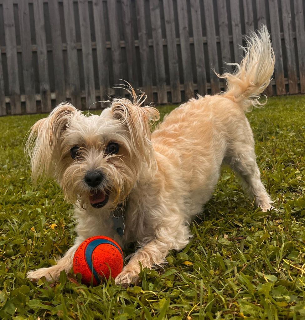 Enlarge MILLY, a Adoptable mixed breed in Palm City, FL image 3/4