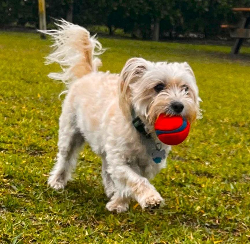 Enlarge MILLY, a Adoptable mixed breed in Palm City, FL image 4/4