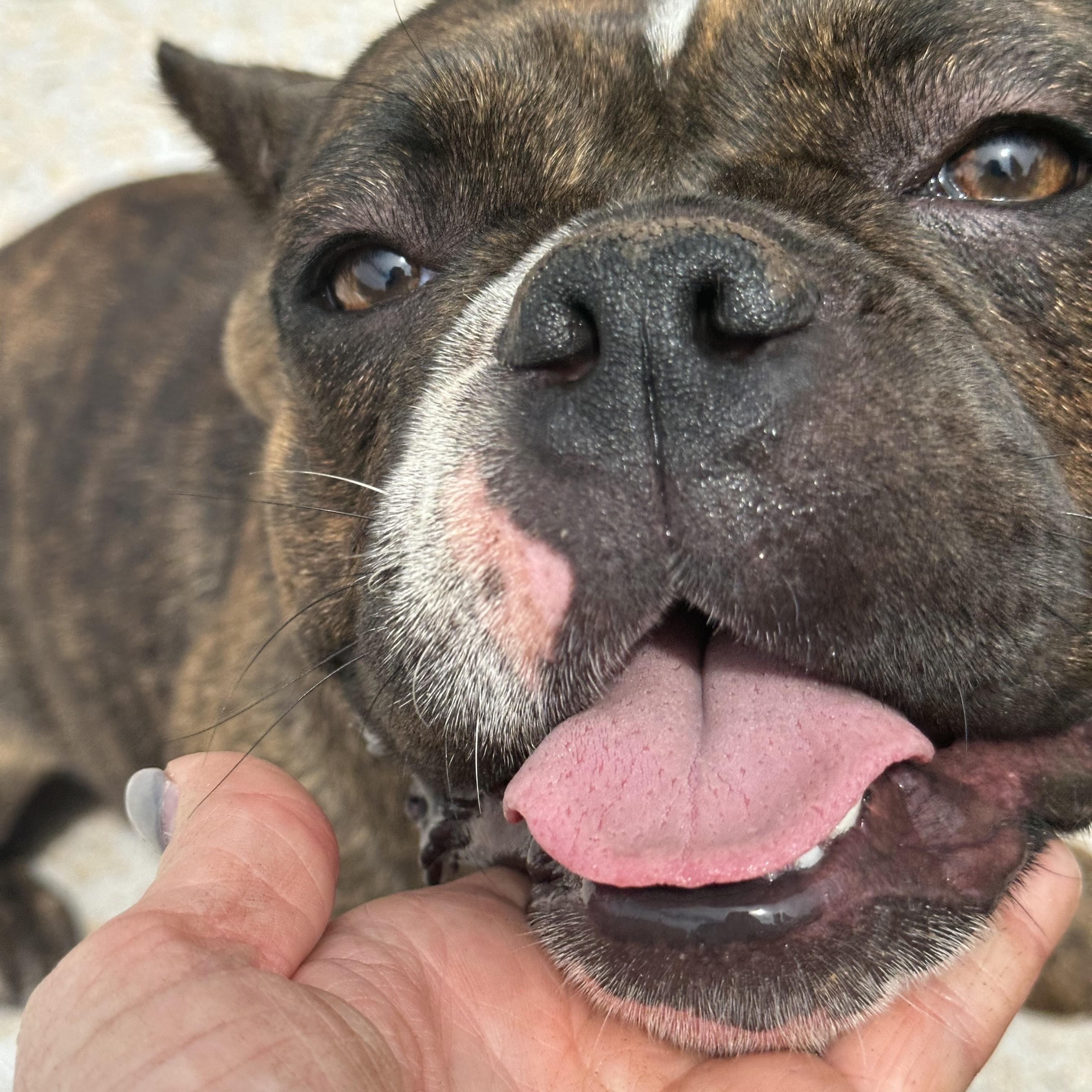 MAYBELLE, Young Female American Bully