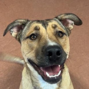 Athena, Adoptable, Young Female Terrier.