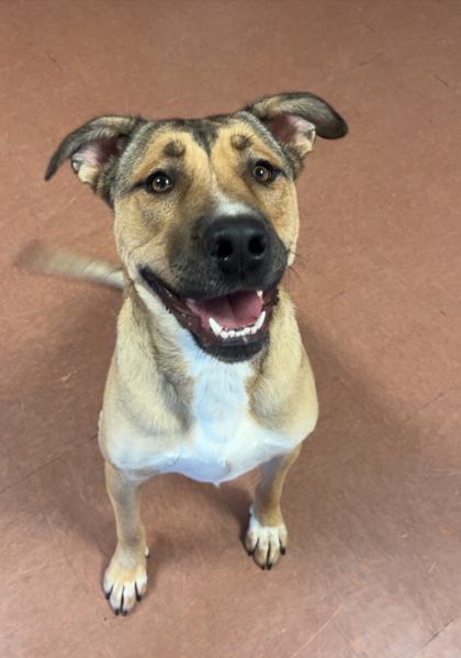 Enlarge Athena, a Adoptable mixed breed in Rapid City, SD image 3/3