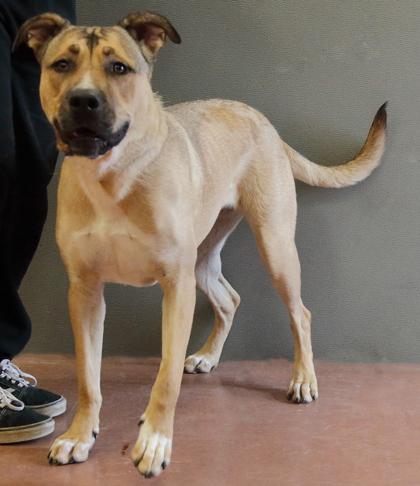 Enlarge Athena, a Adoptable mixed breed in Rapid City, SD image 2/3
