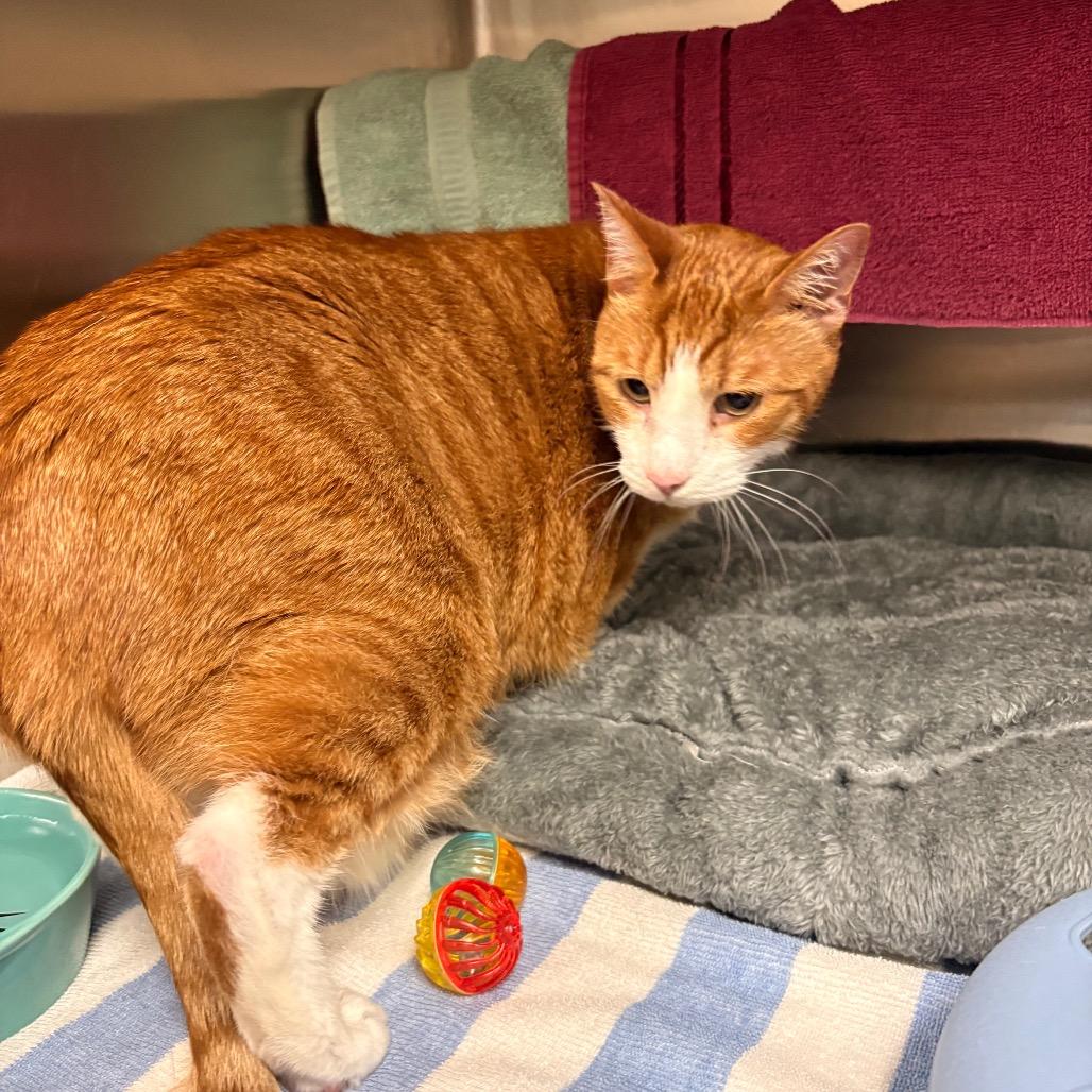 Ollie - Available from Foster, Adoptable, Senior Male Domestic Short Hair.