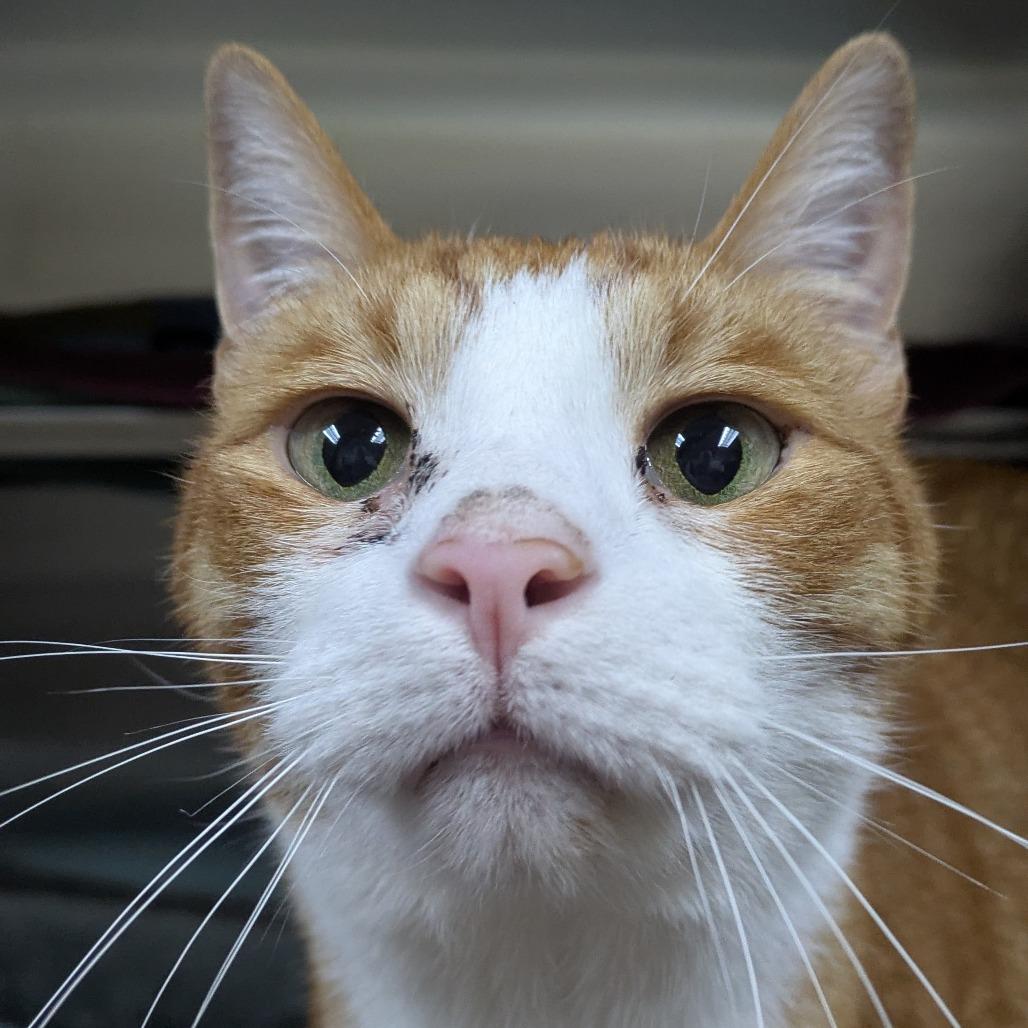 Enlarge Ollie - Available from Foster, a Adoptable Domestic Short Hair in South Burlington, VT image 2/6