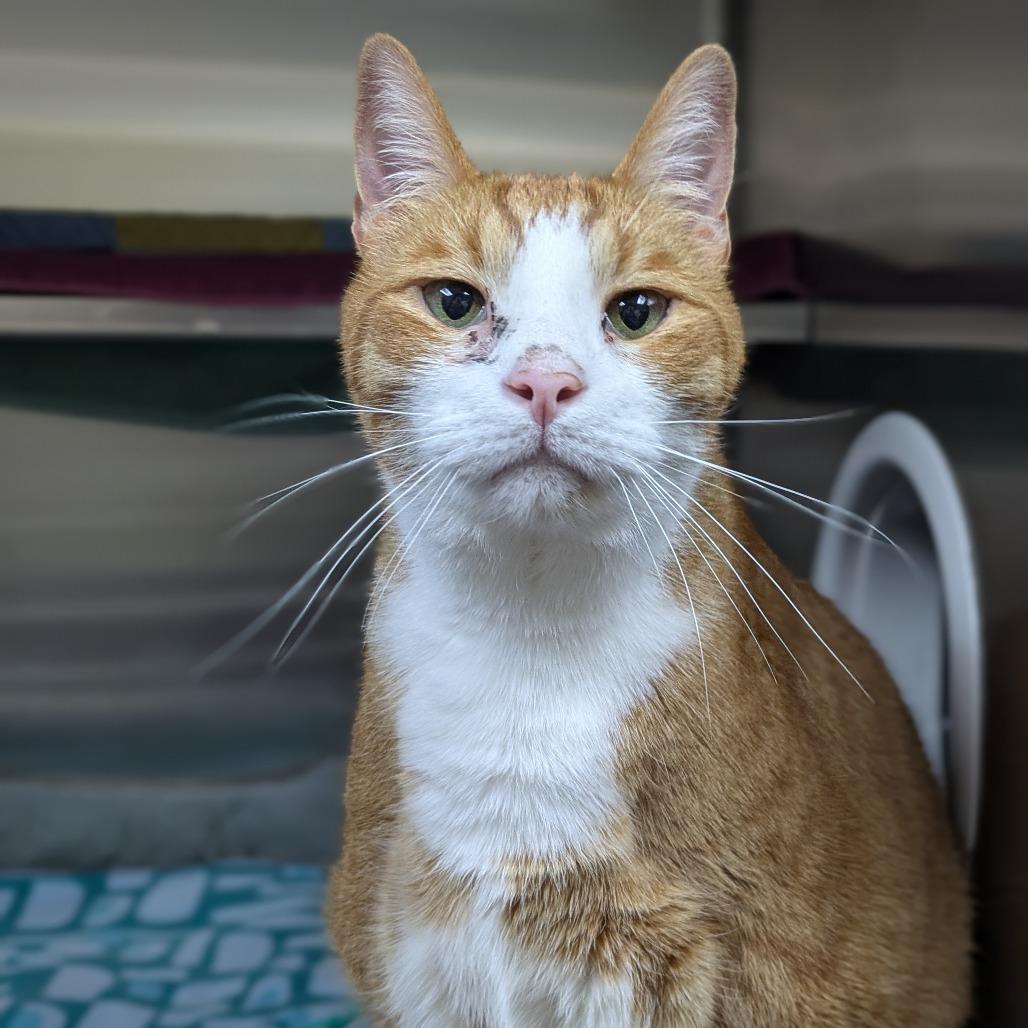 Enlarge Ollie - Available from Foster, a Adoptable Domestic Short Hair in South Burlington, VT image 3/6