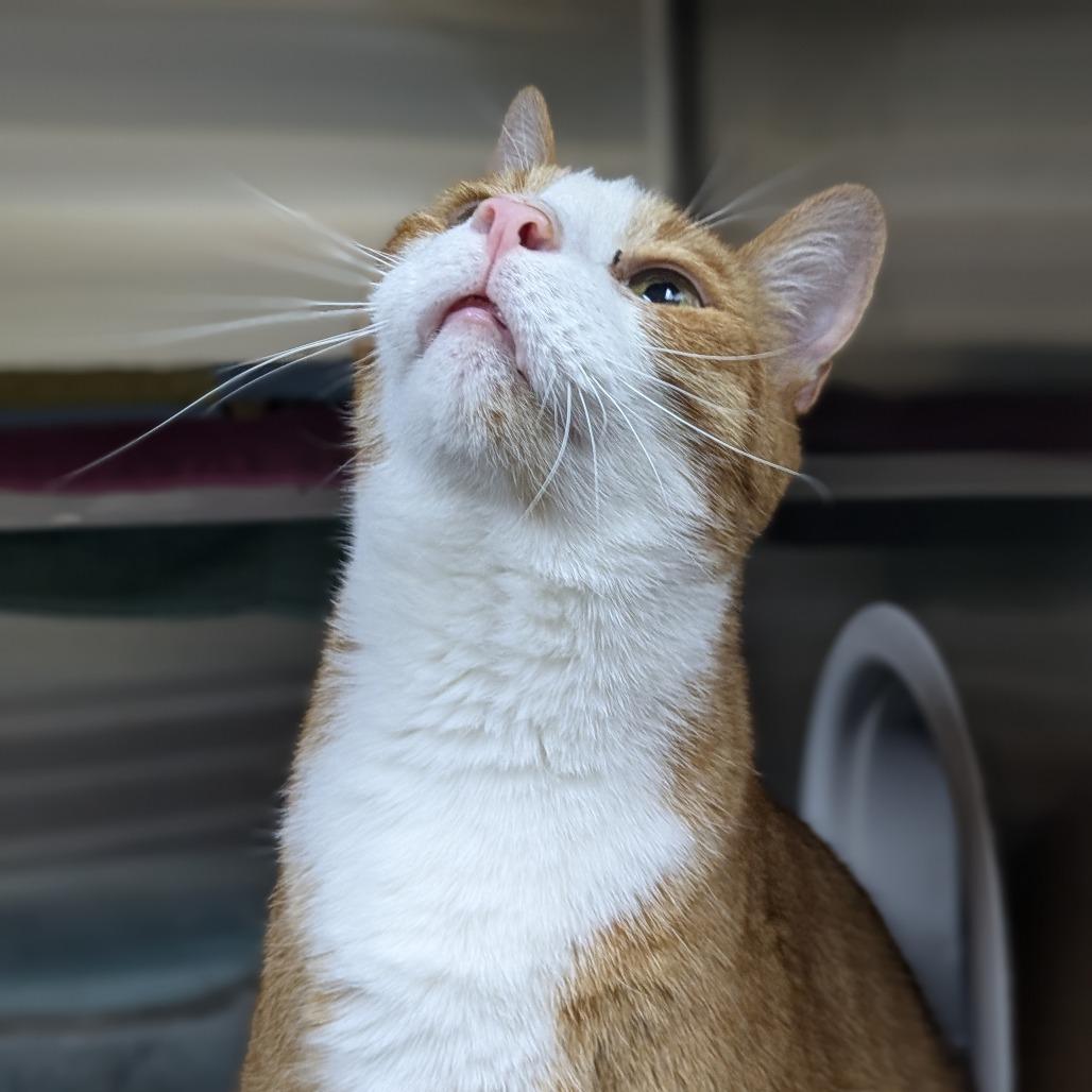 Enlarge Ollie - Available from Foster, a Adoptable Domestic Short Hair in South Burlington, VT image 4/6