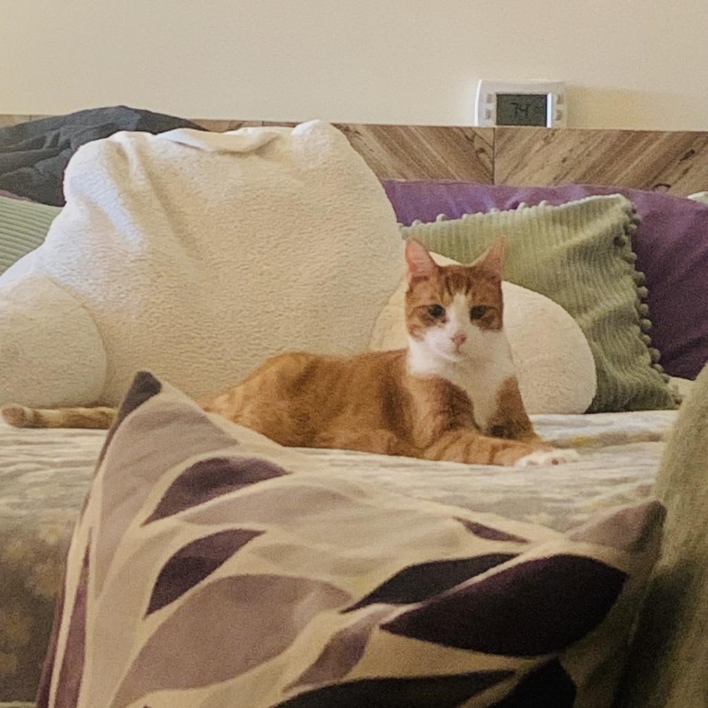 Enlarge Ollie - Available from Foster, a Adoptable Domestic Short Hair in South Burlington, VT image 5/6