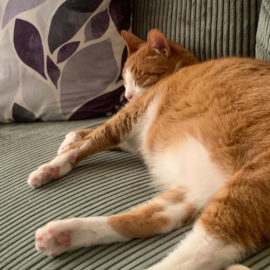 Enlarge Ollie - Available from Foster, a Adoptable Domestic Short Hair in South Burlington, VT image 6/6