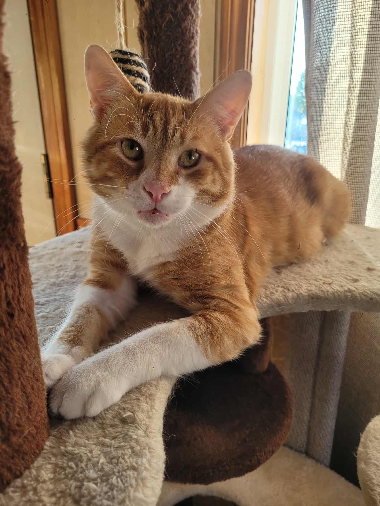 Munchkin, Adoptable, Adult Male Domestic Short Hair.