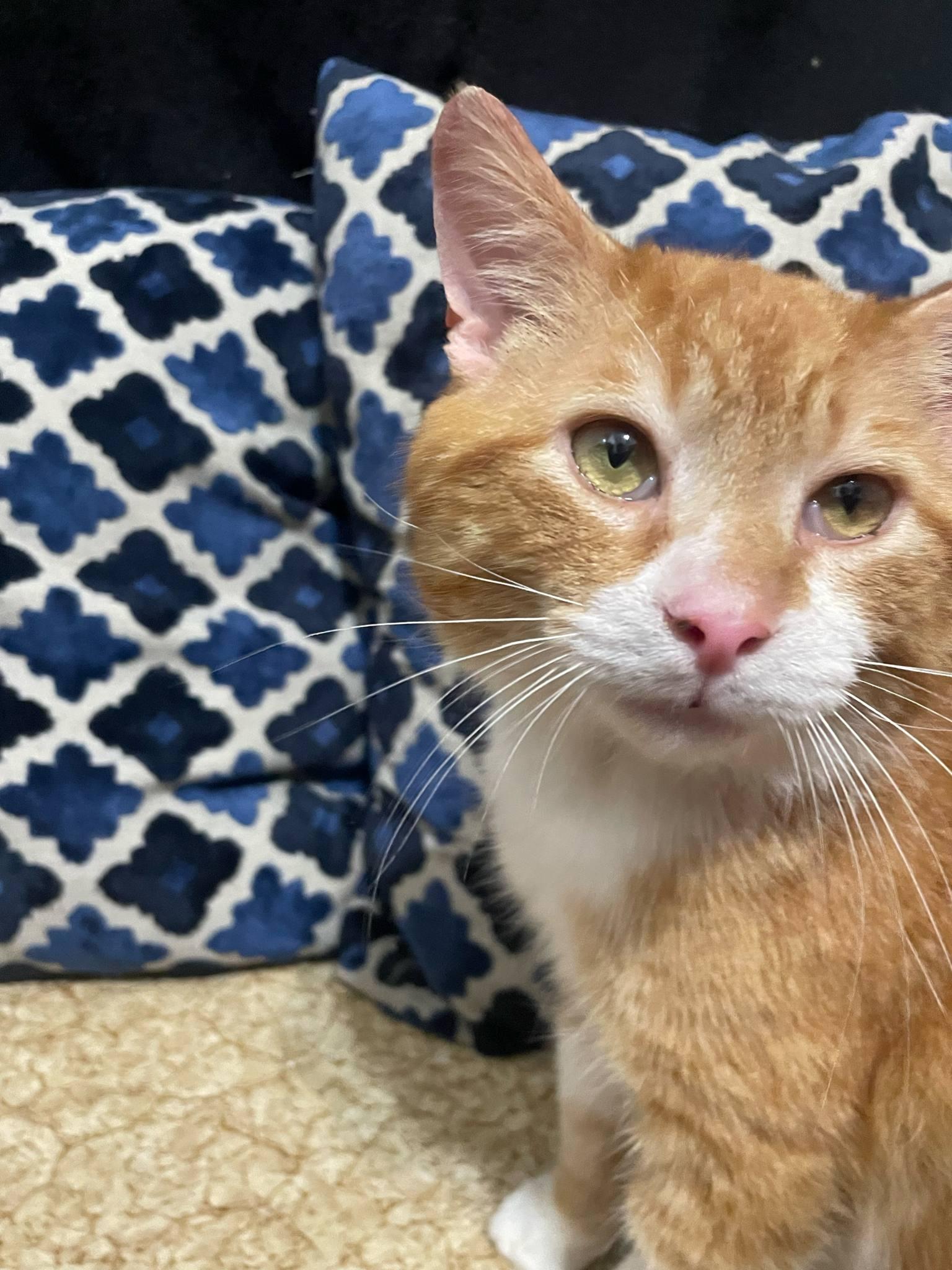 Munchkin, a Adoptable Domestic Short Hair in Shakespeare, ON image 3/6