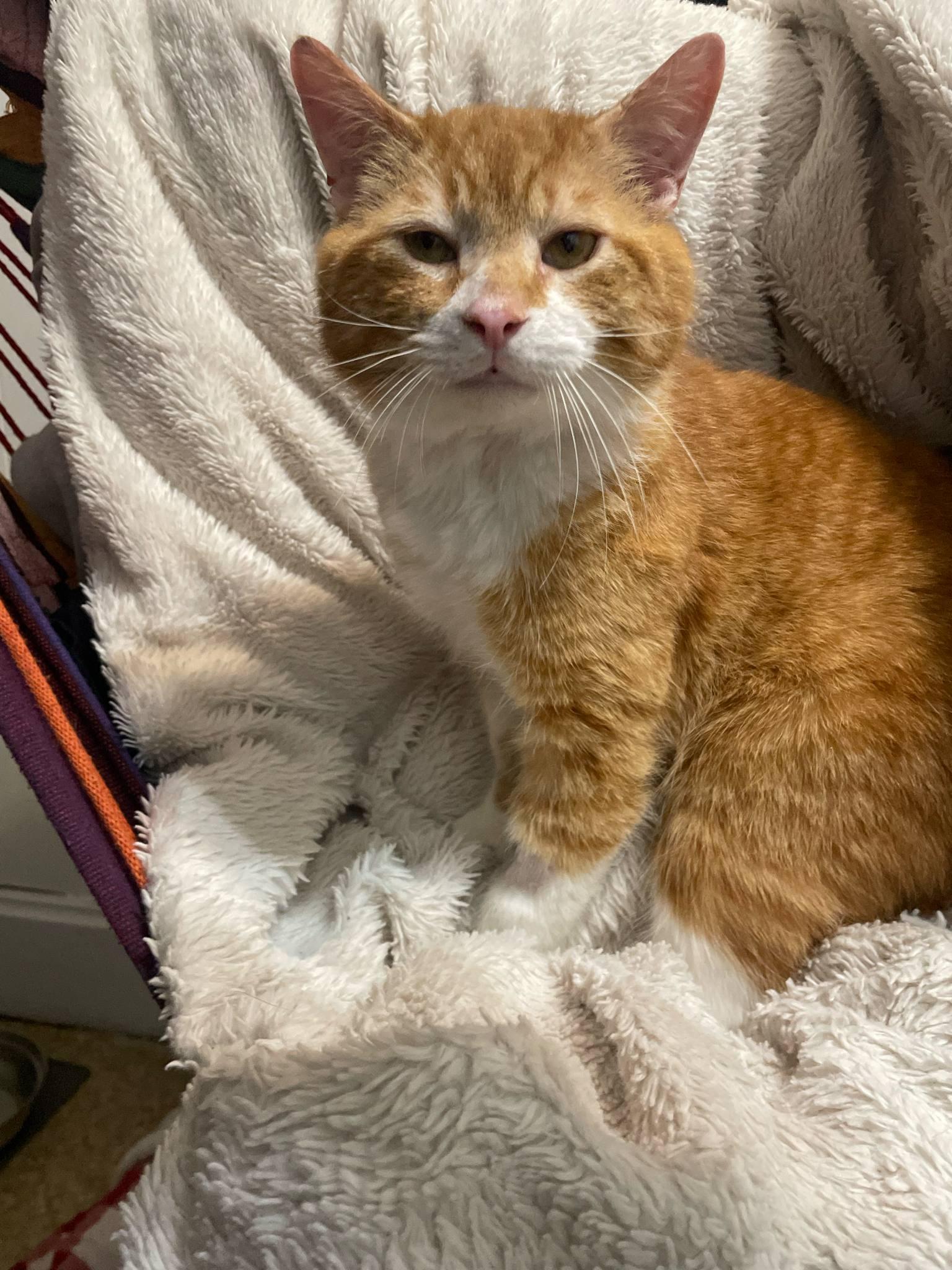 Munchkin, a Adoptable Domestic Short Hair in Shakespeare, ON image 6/6