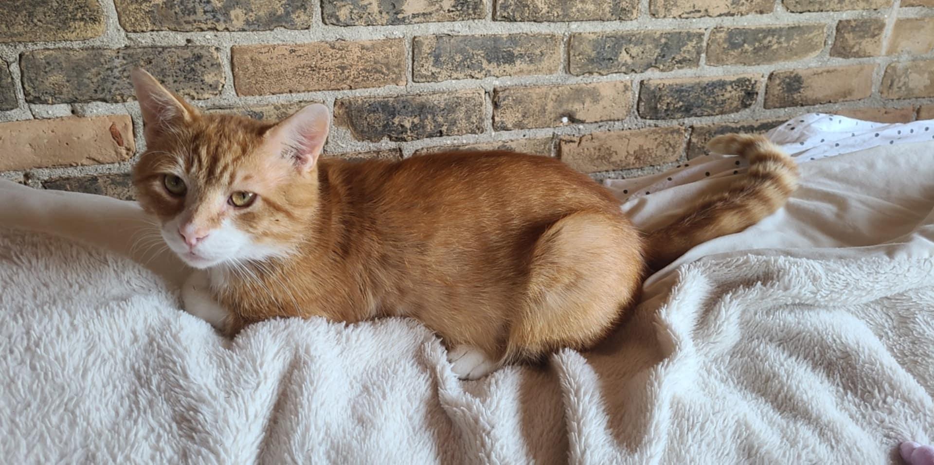 Munchkin, a Adoptable Domestic Short Hair in Shakespeare, ON image 5/6