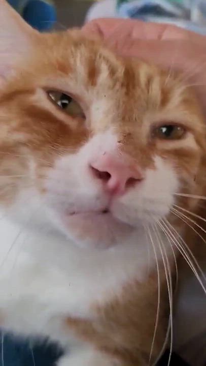 Enlarge Munchkin, a Adoptable Domestic Short Hair in Shakespeare, ON video 2/6