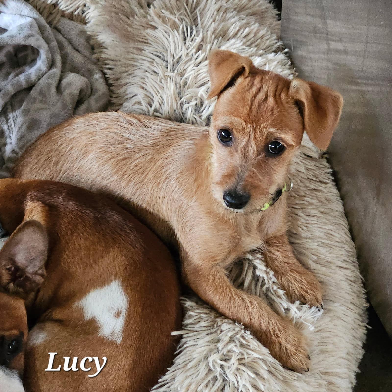 Lucy