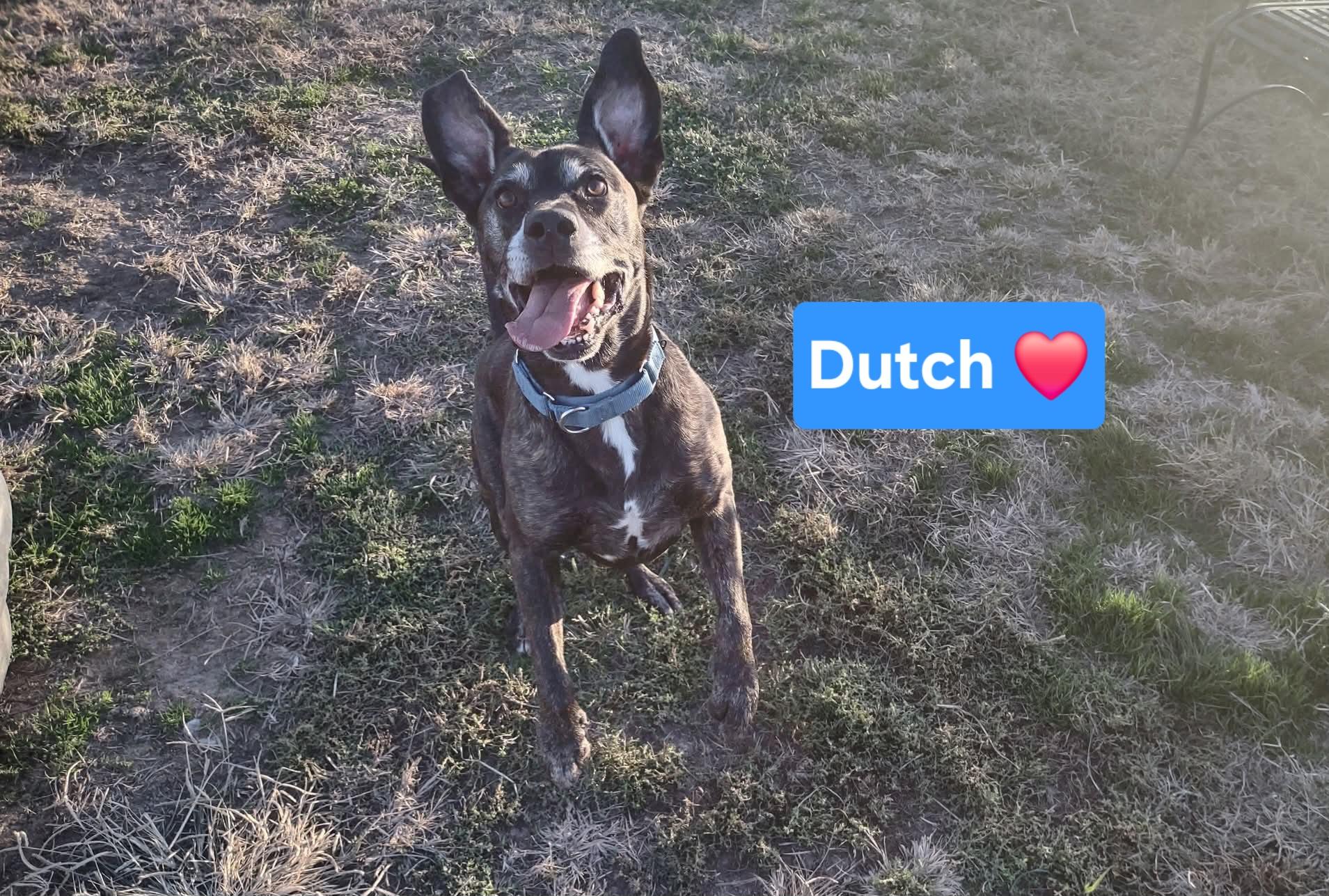 Dutch, a Adoptable mixed breed in Clinton, MO image 2/3