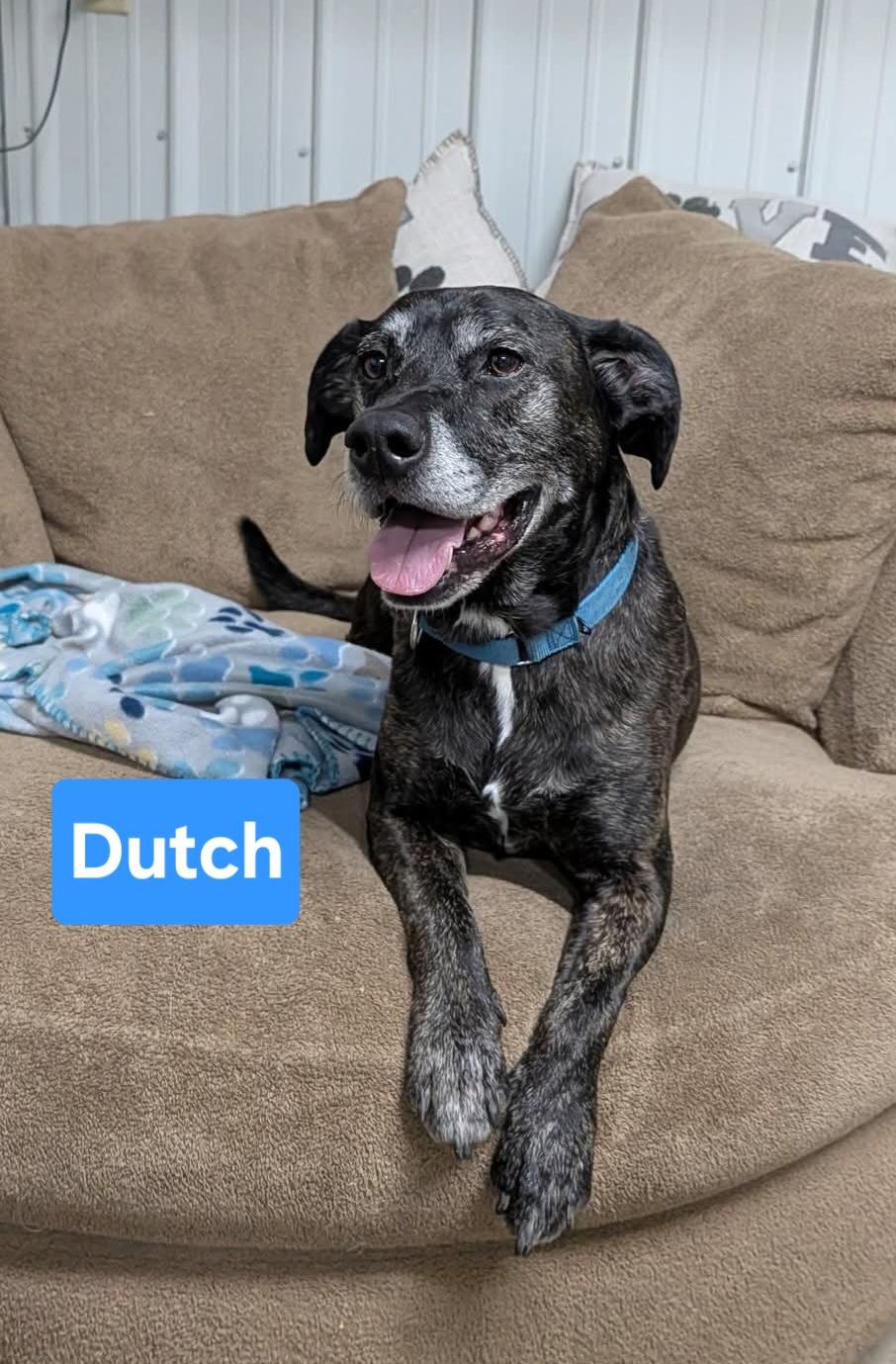 Enlarge Dutch, a other mixed breed in Clinton, MO image 1/5