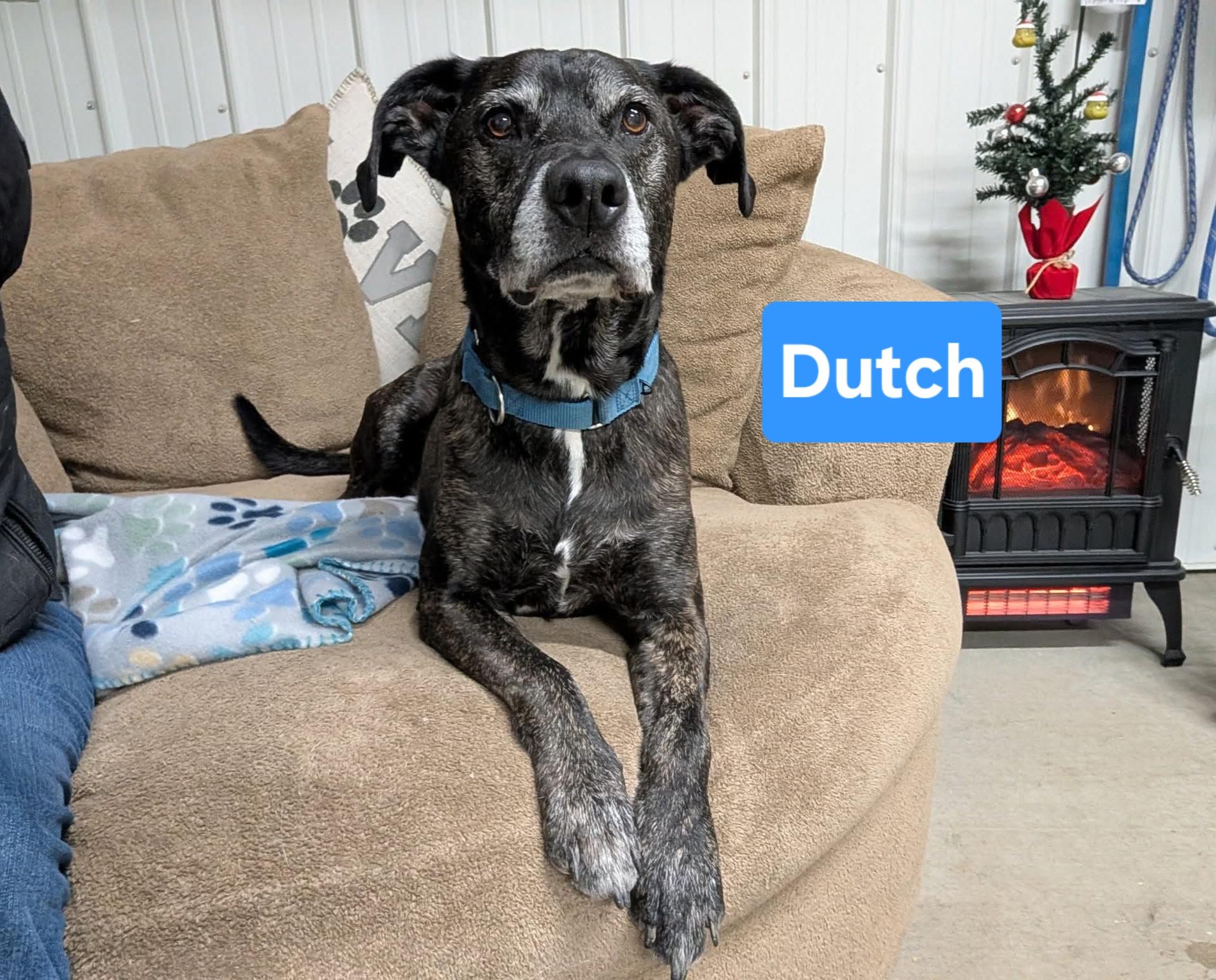 Enlarge Dutch, a other mixed breed in Clinton, MO image 2/5