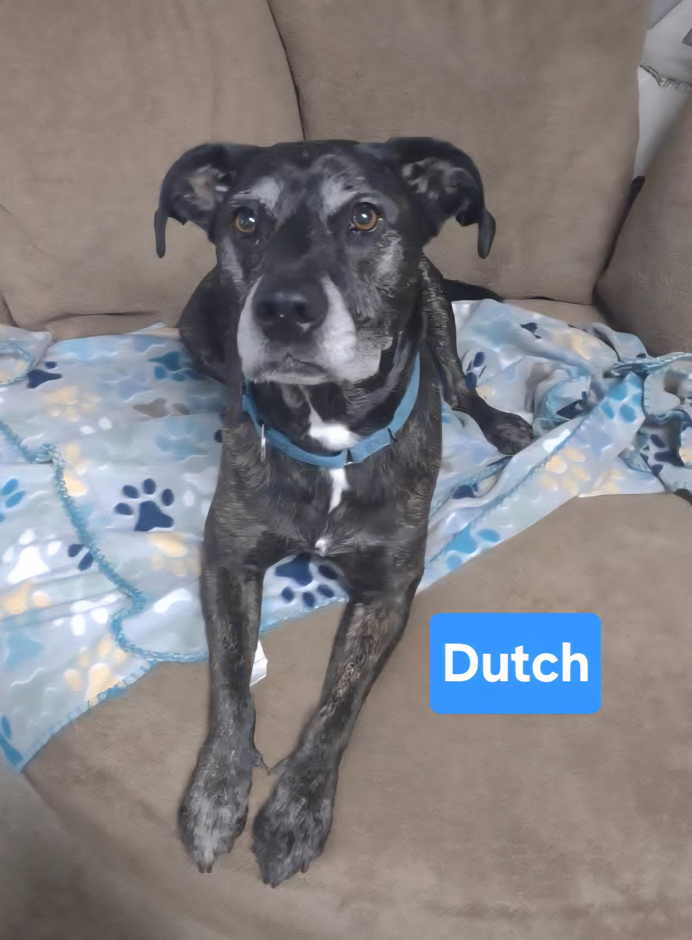 Dutch, Adoptable, Adult Male Labrador Retriever & Terrier.