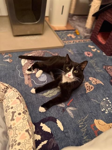 Enlarge GRIFFIN, a Adoptable Domestic Short Hair in Saint Peters, MO image 1/1